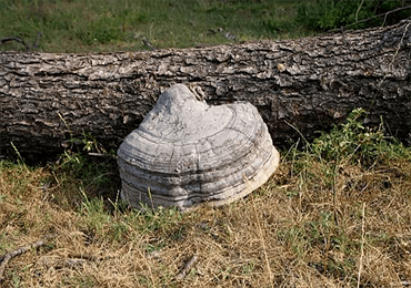 This ugly-looking mushroom fungus can biodegrade plastic